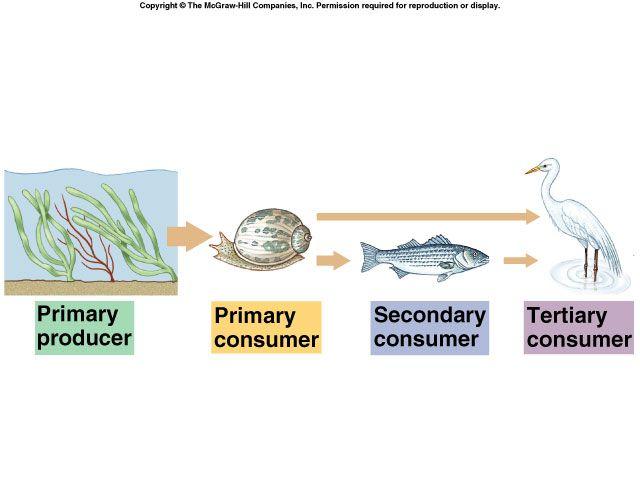 each stage, the length of food chains is limited!