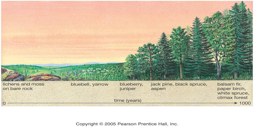 Primary succession 2. Secondary succession 1) Primary succession: from scratch 1) Bare Rock!