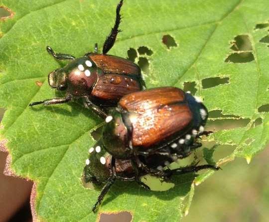 Natural Enemies of Japanese Beetle