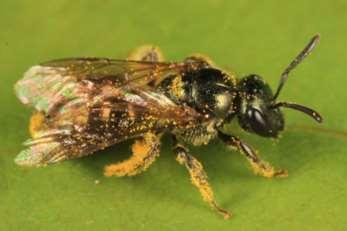 Bees (946 CO species) Rear young