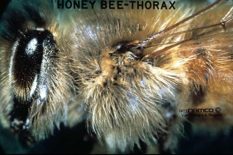 Honey bees and most bees