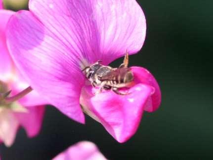 Leafcutter bee working sweet