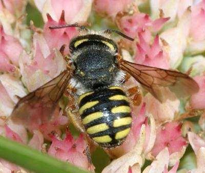 All members of the family Megachilidae (leafcutter,