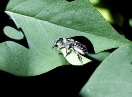 Leafcutter bees cut fragments from the edges