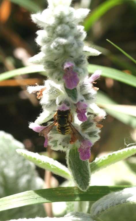 Carder Bees Anthidium spp.