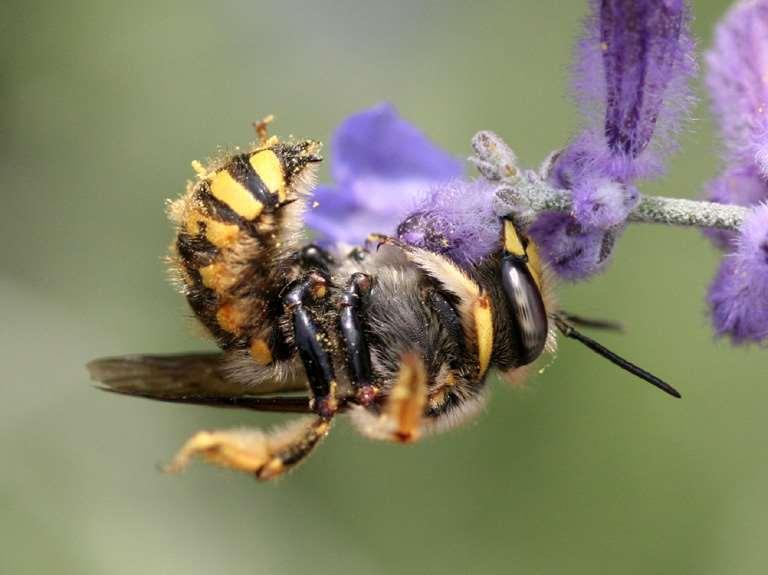 Male carder bees will attack and