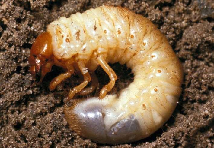 Japanese beetle larvae (grubs) among