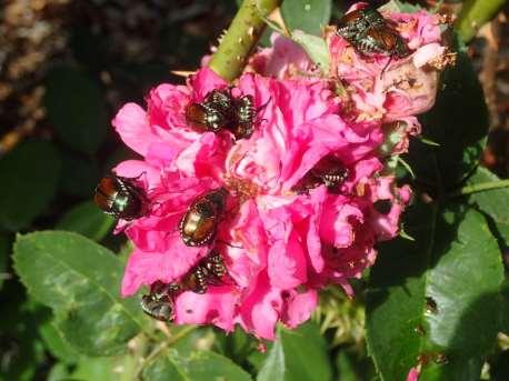 Japanese Beetle Damage Evaluations on Roses War Memorial Rose Garden Seven observations were