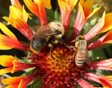 Plants can support populations of desirable insect species