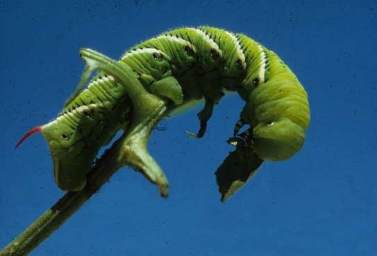 hornworm feed on leaves on