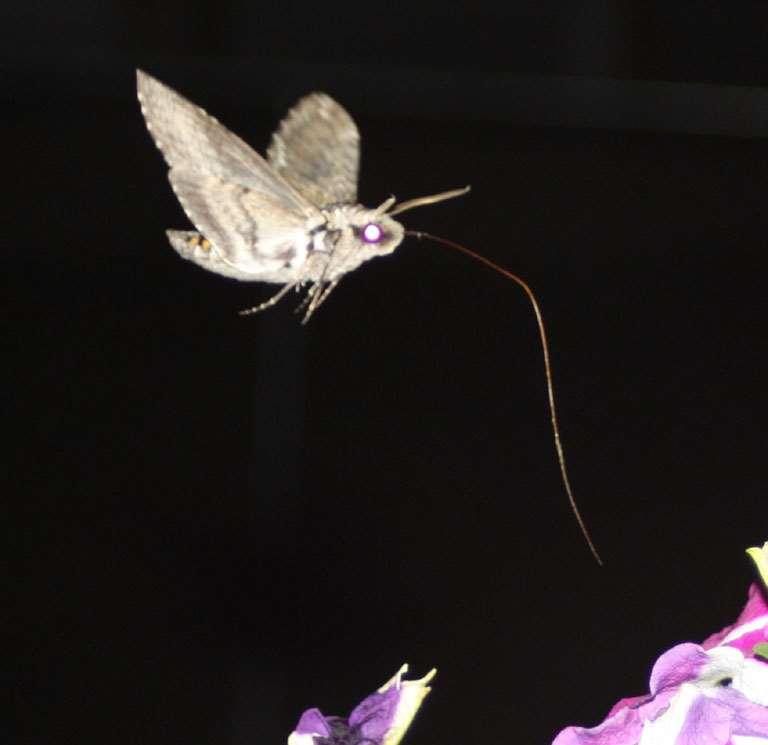 Most sphinx moths fly only at night and thus are not