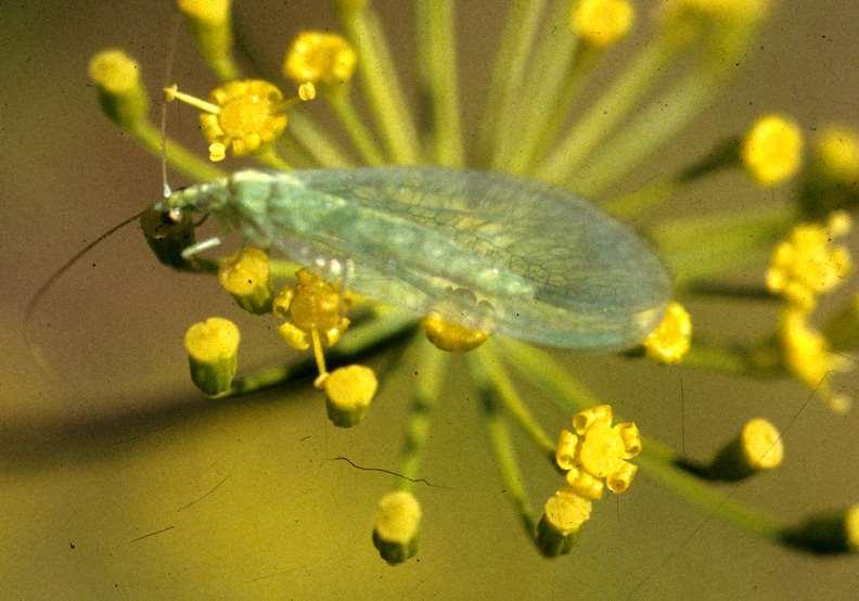 lacewings
