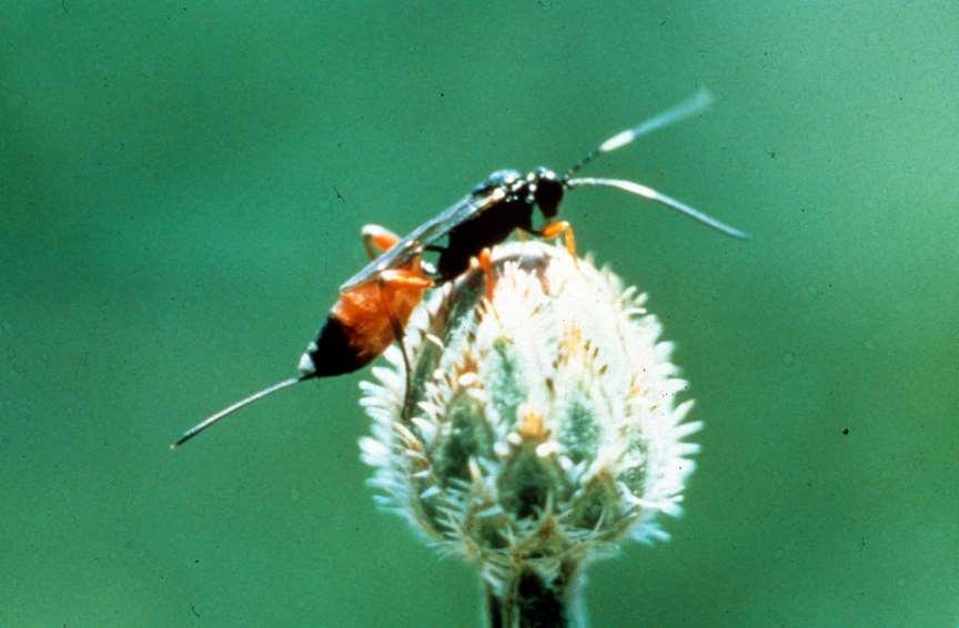 Parasitoid wasps maintain