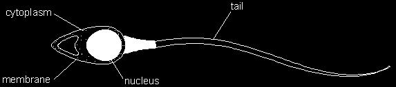 Q16. (a) The diagram shows a sperm cell. Sperm cells are adapted for fertilisation.