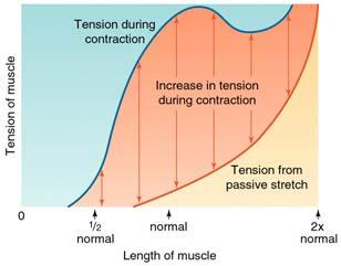 Length-Tension Relationship Normal muscle function at or near the plateau (1.8-2.