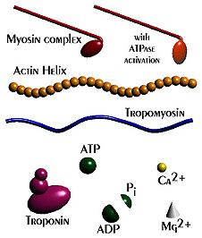 myosin head rotates Myosin releases ADP and P i (very slowly (2) unless bound to actin) Vander et al.