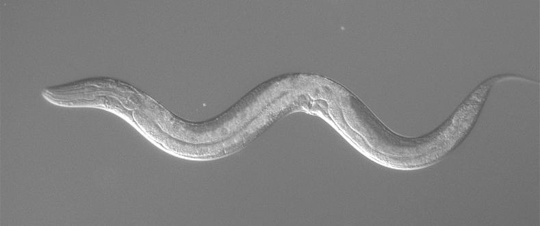 C. elegans : a model organism Mechanisms of apoptosis, RNA interference Neuronal function and development