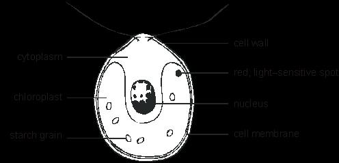 Q2. The diagram below shows a single-cell organism called Chlamydomonas. It lives in pond water. Use the information in the diagram to help you answer the questions below.