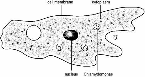 (c) The diagram below shows another single-cell organism called Amoeba. It also lives in pond water.