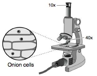 36. What is the total magnification used to view these onion cells through this microscope set up? 10x 40x 50x 400x 37.
