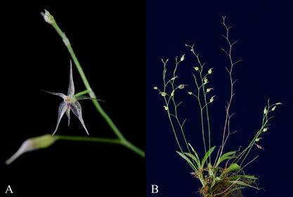 Fernández et al. New species and records of Costa Rican Orchidaceae. III 271 Figure 7. Platystele sylvestrei Karremans & Bogarín.