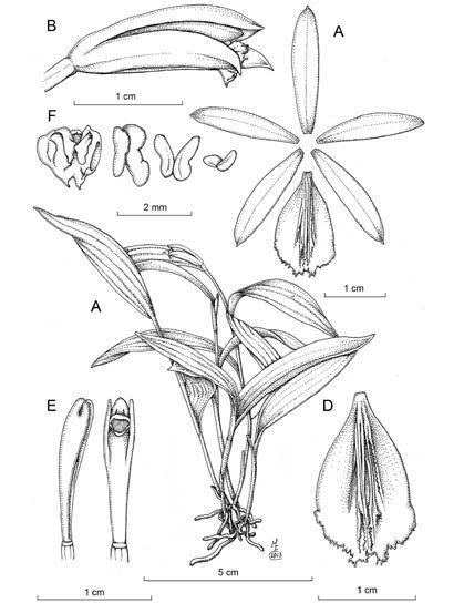 278 LANKESTERIANA B C F A E D Figure 12. Sobralia bletiae Rchb.f. A Habit. B Flower. C Dissected perianth. D Column and lip, lateral view.