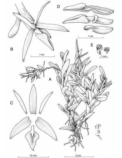 Fernández et al. New species and records of Costa Rican Orchidaceae. III 261 D B E A C Figure 1. Epidendrum jorge-warneri Karremans & Hágsater. A Habit. B Flower.