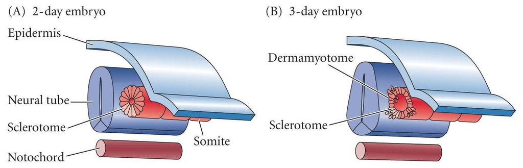 Somite Development Sclerotome cartilage of vertebrae and part of rib Dermamyotome remaining portion of the