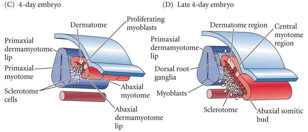 Somite Development Primaxial (epaxial) myotome intercostal muscles of the