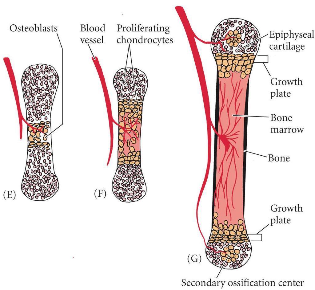 Bone, continued Blood vessels invade the cartilage model; hypertrophic chondrocytes die; replaced by osteoblasts ECM mineralizes New bone