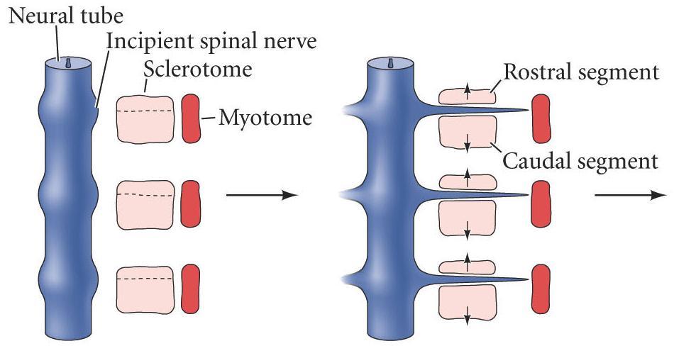 Vertebrae Formation Sclerotomes