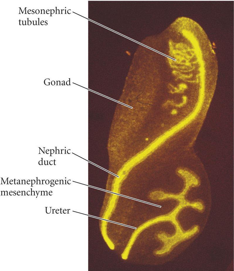 Metanephric Kidney Mesonephric tubules and duct become efferent ducts, epididymus, and vas deferens Reciprocal inductions