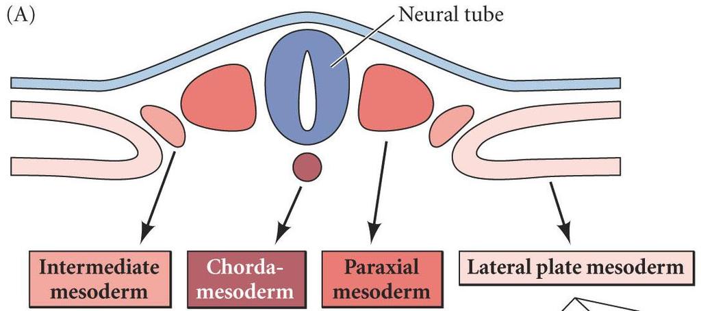 Major Mesoderm Lineages Mesodermal subdivisions are specified along a mediolateral axis by increasing amounts of BMPs lateral mesoderm expresses higher BMP4 than