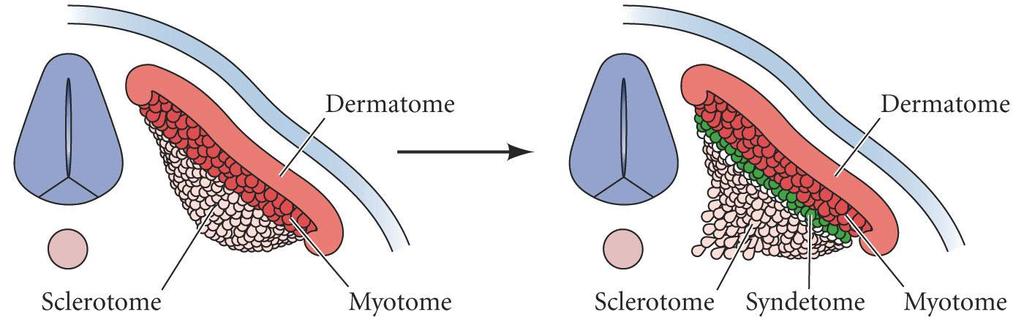 Tendon (Pax1) (Scleraxis) Syndetome is induced by myotome cells (above) Fgf8 inducing scleraxis in