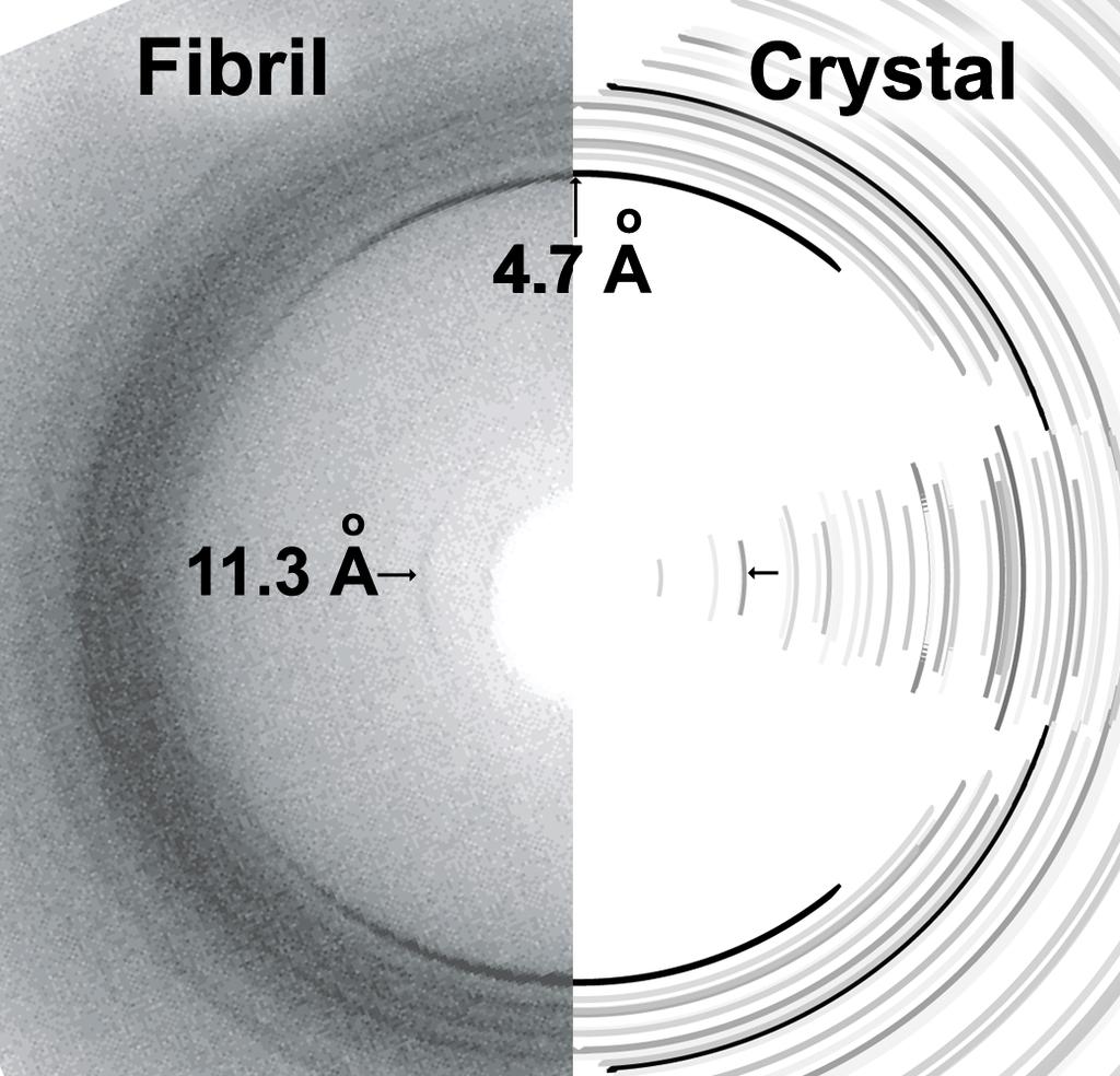 2 Figure S2 The cross beta diffraction pattern characteristic of GNNQQNY fibrils is also characteristic of GNNQQNY single crystals.