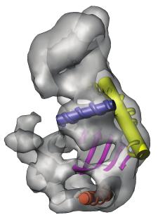 c, crra sequence (61nt) modeled into the crra density.