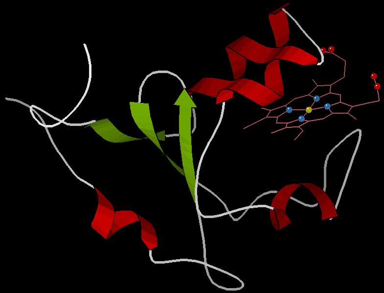 Fig 1 b: Rat Outer Mitochondrial cytochrome b5 PDB: 1B5M 1.2.
