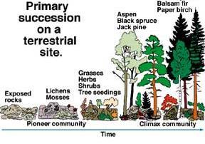 Primary succession = the colonization of barren land by communities of organisms Land must have: No living organisms Example: island forming/land after lava flow Pioneer