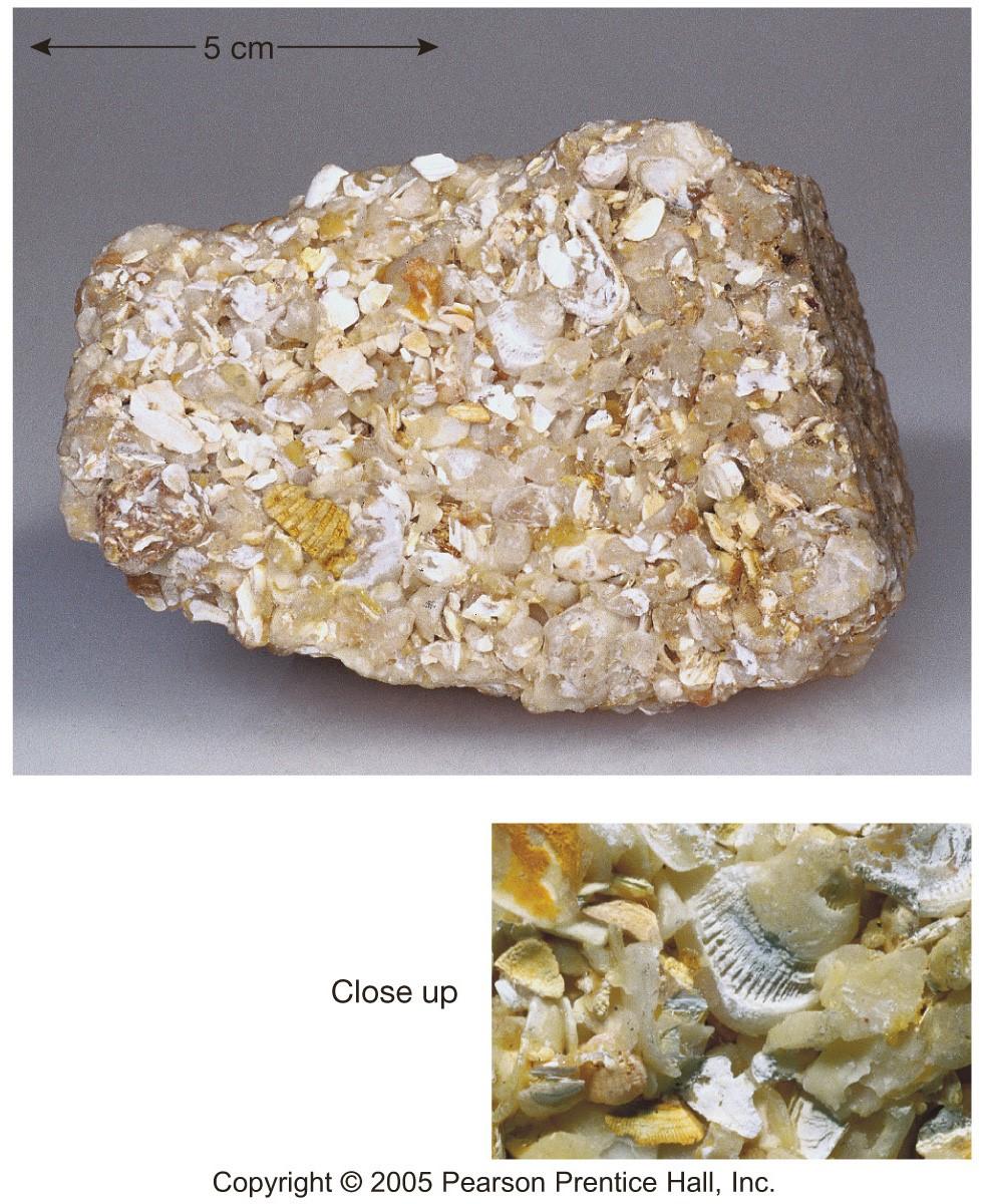 Limestone (Chemical Rocks) Coquina