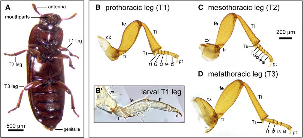 Comparative studies have found evidence for both conservation and divergence in aspects of appendage patterning across species and appendage types.