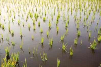 Billions of people depend on it for their food every day. Rice was one of the first crops to be grown. In fact, it has been grown in Asia for at least 8,000 years!