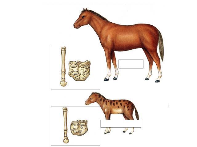 Evolutionary change in horses 4