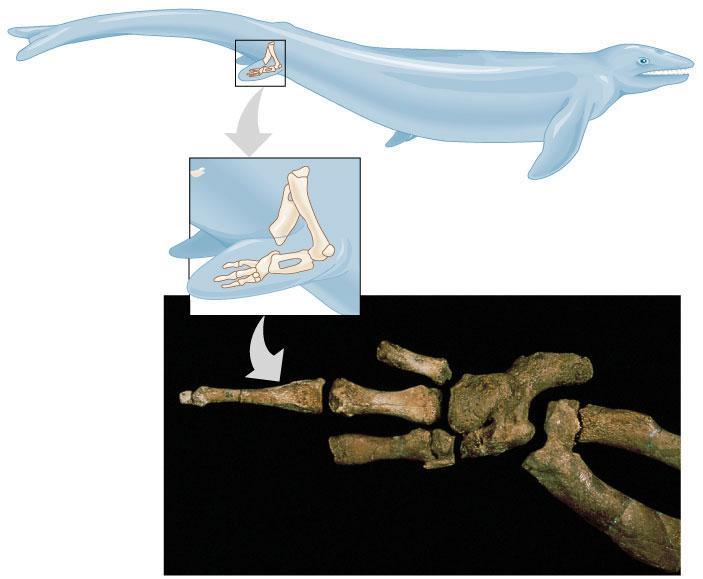 Vestigial organs Hind leg bones on whale fossils Why would whales have pelvis & leg