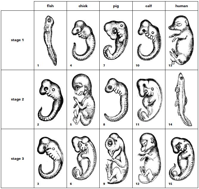Comparative Embryology Cut out the illustrations of the embryos below being careful to include the number