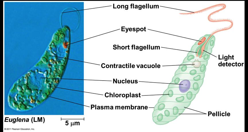 prevent the host from developing immunity Euglenozoa - Euglenids v Euglenids have one or two flagella that emerge from a pocket at one end of the cell