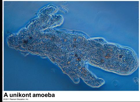 Supergroup 4: Unikonts Amoebozoans Includes animals, fungi, and some protists (that are closely related to fungi and