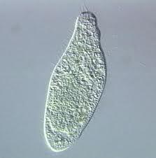 The Paramecium has a definite shape and size.