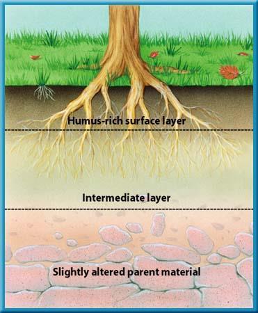 **Why does vegetation fertilizes the soil?