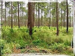 Piney Woods Weathering: 1. Roots from plants 2. Animal actions like borrowing 3. Plant acid breaking down soil and rock Erosion: 1.