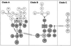 Phylogenetic networks Phylogenetic network network representing evolution data explicit phylogenetic networks model evolution Simplistic synthesis diagram galled network